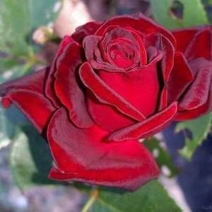 Meet your Posher, Bill